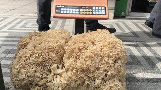 Kastamonu'da 6 kilogram ağırlığında çam mantarı bulundu