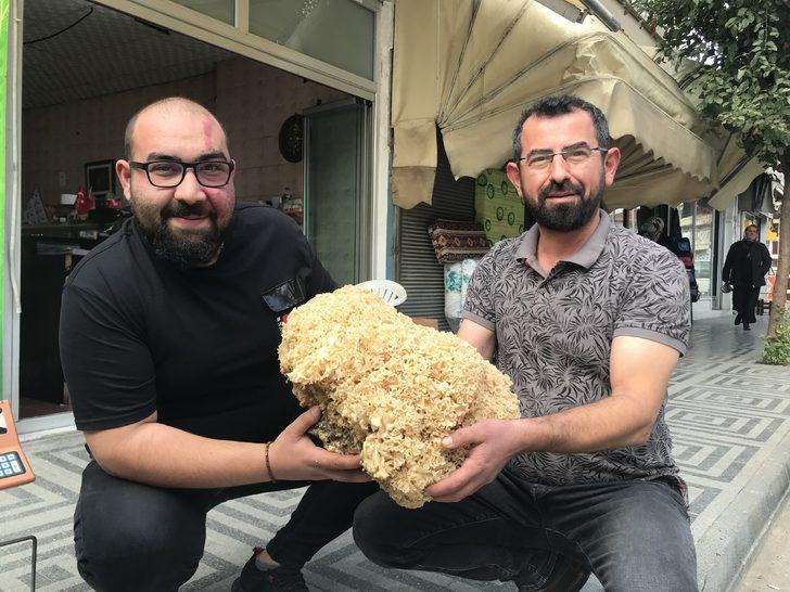 Kastamonu'da 6 kilogram ağırlığında çam mantarı bulundu G3