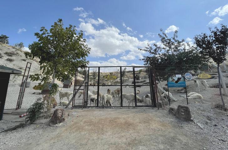 Kayseri'deki "Pati Köy"ün bir bölümü hayvan mezarlığı olarak hizmet verecek G3