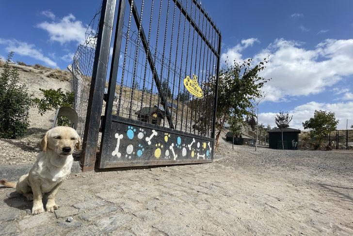 Kayseri'deki "Pati Köy"ün bir bölümü hayvan mezarlığı olarak hizmet verecek G5