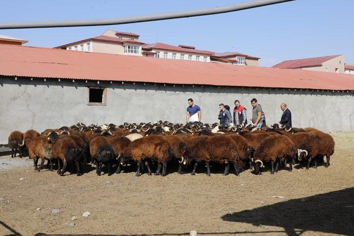 Ağrı'da çiftçilere 179 damızlık koç dağıtıldı G1