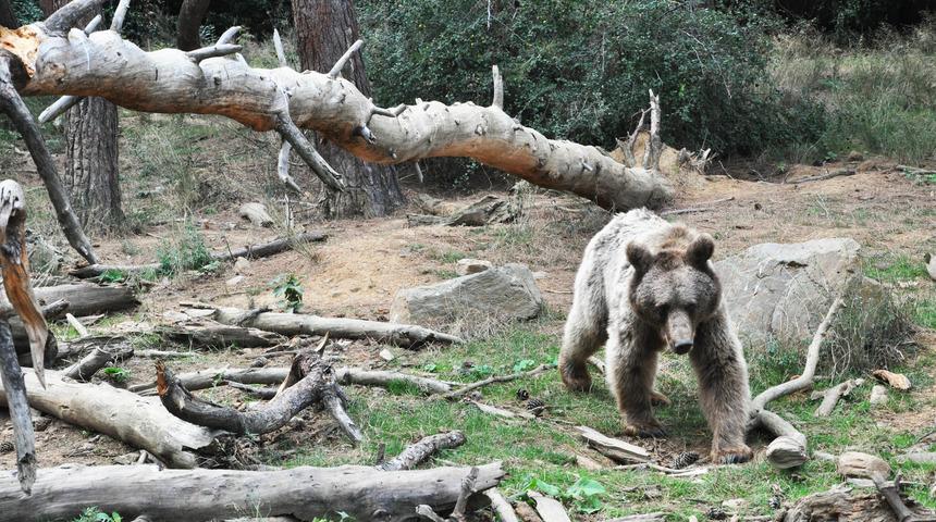 Yaban hayvanları Bursa'daki rehabilitasyon merkezinde yıllardır güvende
