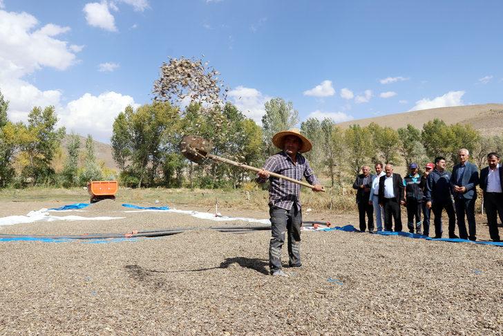 Erzurum'da patates, ayçiçeği ve lahana hasadı başladı G3