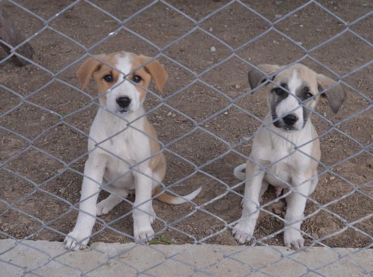 Kütahya'da hayvan barınağına alttan ısıtmalı sistem kuruldu G3