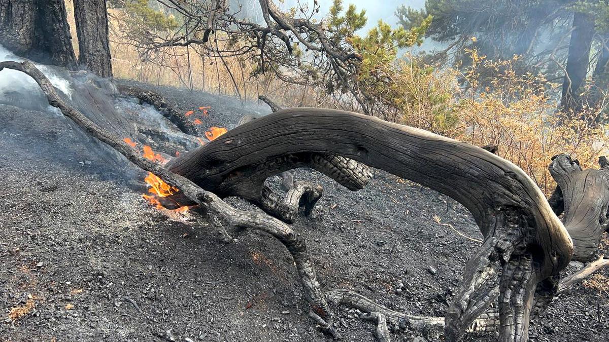 Kars'ta ormanlık alanda &ccedil;ıkan &ouml;rt&uuml; yangını s&ouml;nd&uuml;r&uuml;ld&uuml;