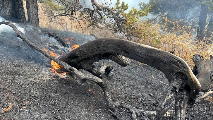 Kars'ta ormanlık alanda çıkan örtü yangını söndürüldü G1