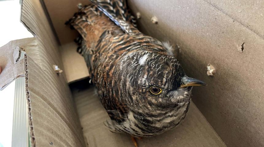 Ardahan'da bitkin haldeki Guguk kuşu tedavi ediliyor