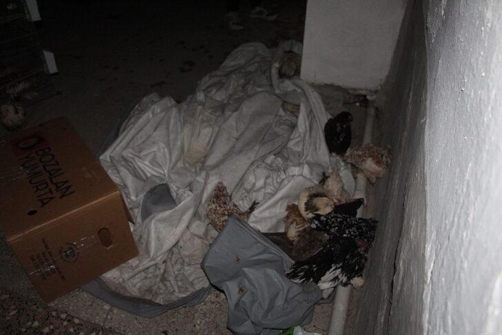 Bilecik'te yangın çıkan binadaki kafes kuşları ve süs tavukları telef oldu G3