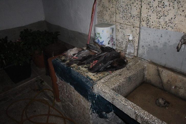 Bilecik'te yangın çıkan binadaki kafes kuşları ve süs tavukları telef oldu G4