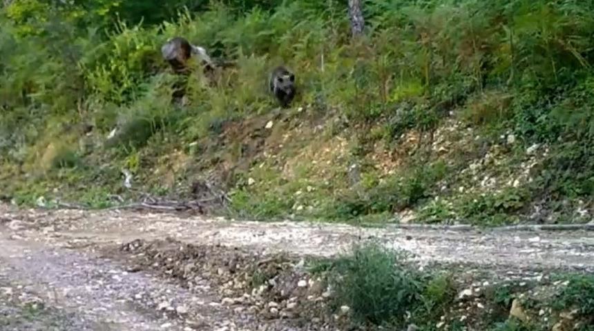 Yediği acı balın etkisiyle baygınlık geçirmişti... Sevimli bozayı 'Balkız'dan haber var!