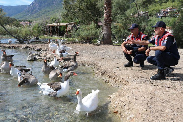 Muğla'da jandarma ekipleri arama kurtarma köpeğiyle öğrencilere gösteri yaptı G4