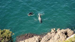 Dünyada sadece 800, Türkiye'de ise 100 kadarı yaşıyor! Nesli tükenme tehlikesi altında! Yavru Akdeniz foku Kuşadası'nda ölü bulundu