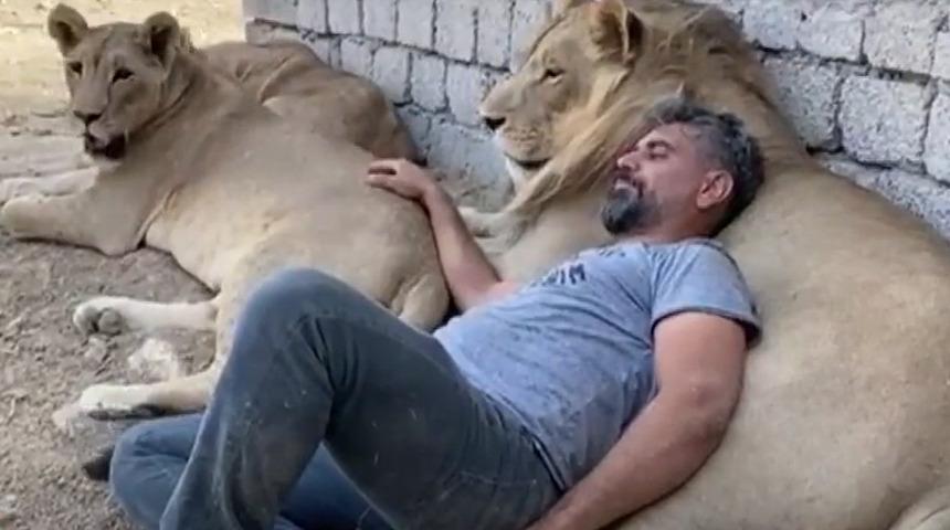 Görenler şaşkına döndü! Kediyle oynar gibi oynuyor: Evlatlarım gibi