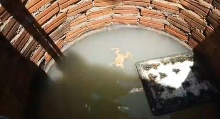 Altı bacaklı kurbağa hayatını değiştirdi! “İyi şans getirdi” dedi, servet kazandı G4