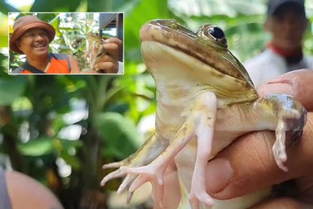 Altı bacaklı kurbağa hayatını değiştirdi! &ldquo;İyi şans getirdi&rdquo; dedi, servet kazandı