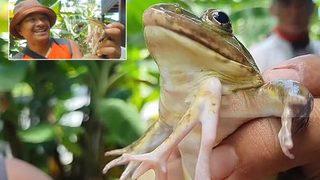 Altı bacaklı kurbağa hayatını değiştirdi! “İyi şans getirdi” dedi, servet kazandı