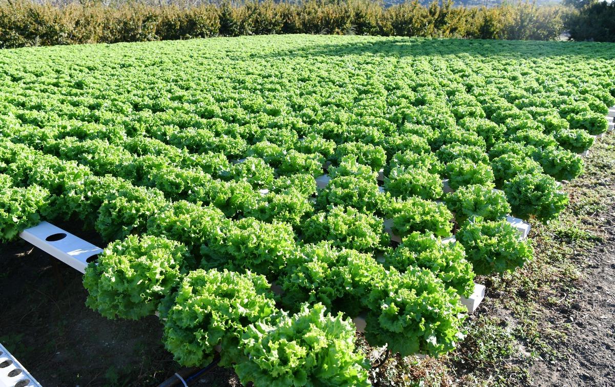 &Ccedil;anakkaleli kadın &ccedil;ift&ccedil;i topraksız tarımla marulun yetişme s&uuml;resini kısalttı