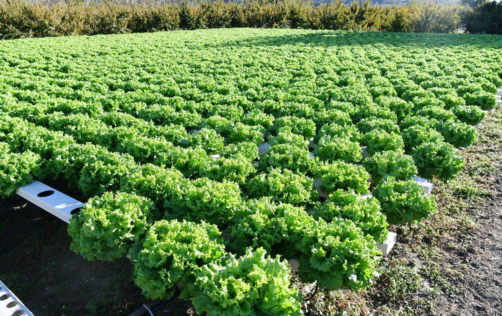 Çanakkaleli kadın çiftçi topraksız tarımla marulun yetişme süresini kısalttı G1