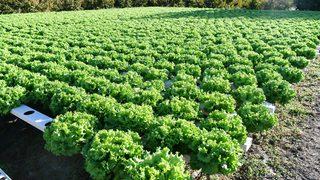 Çanakkaleli kadın çiftçi topraksız tarımla marulun yetişme süresini kısalttı