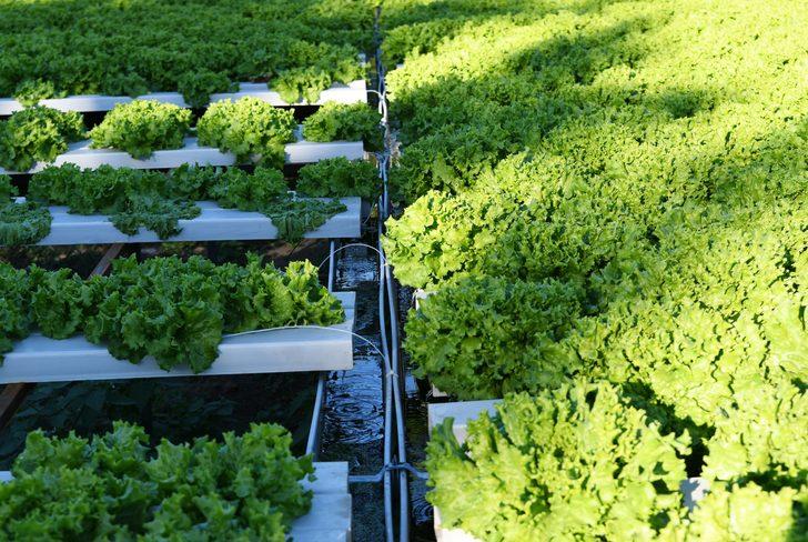 Çanakkaleli kadın çiftçi topraksız tarımla marulun yetişme süresini kısalttı G2