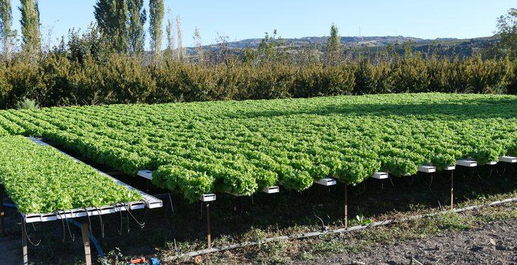 Çanakkaleli kadın çiftçi topraksız tarımla marulun yetişme süresini kısalttı G3