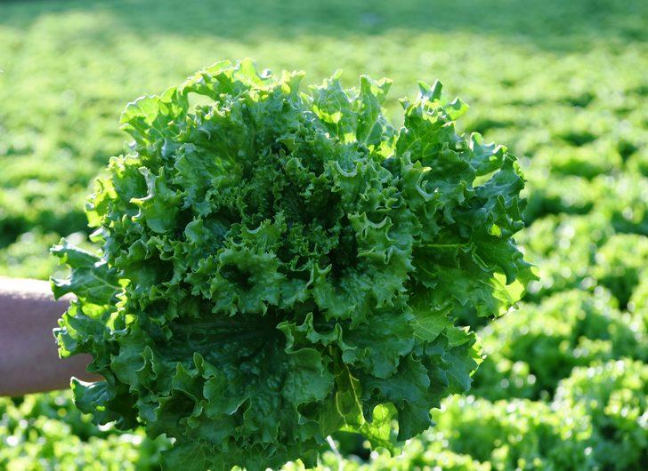 Çanakkaleli kadın çiftçi topraksız tarımla marulun yetişme süresini kısalttı G4