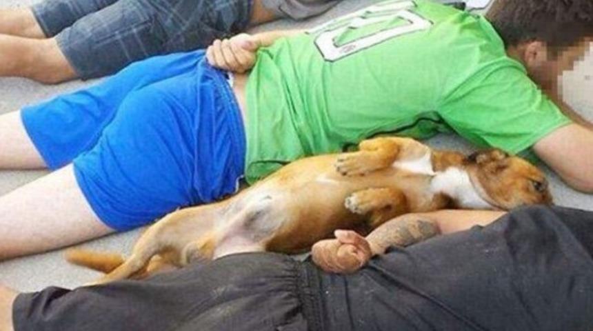 Polis g&ouml;r&uuml;nce teslim olan k&ouml;pek