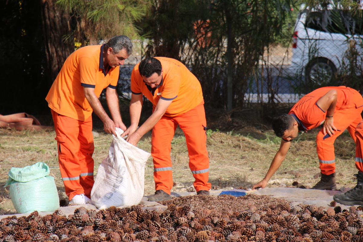 Mersin'de ormanlık alanlara 27 ton 250 kilogram kızıl&ccedil;am tohumu ekilecek