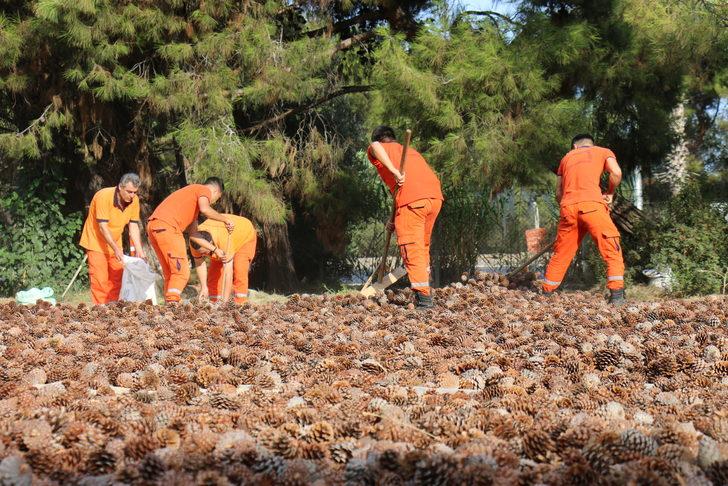 Mersin'de ormanlık alanlara 27 ton 250 kilogram kızılçam tohumu ekilecek G2