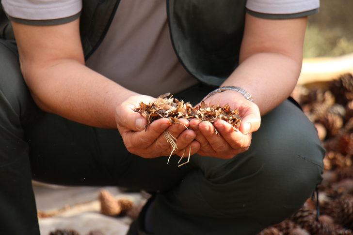 Mersin'de ormanlık alanlara 27 ton 250 kilogram kızılçam tohumu ekilecek G5