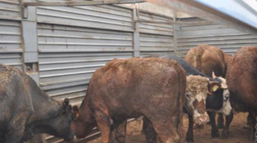 Kurban bayramının tadını kaçıracak haber