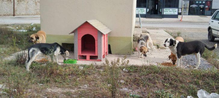 Düzce'de lise öğrencileri "can dostlar" için kulübe tasarladı G2