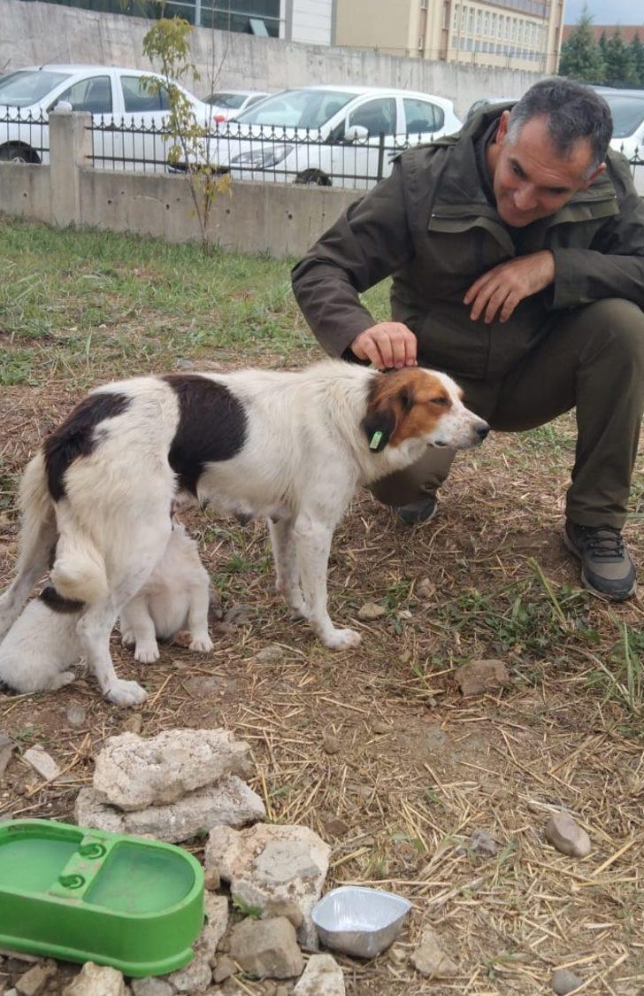 Düzce'de lise öğrencileri "can dostlar" için kulübe tasarladı G3