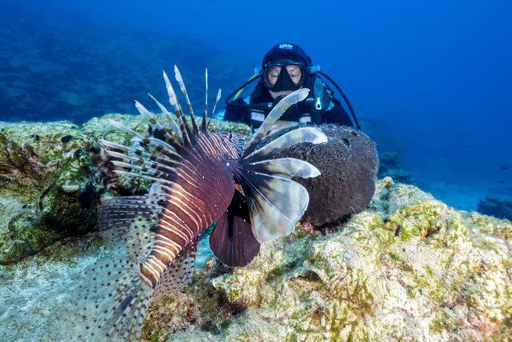 Bodrum'un su altı dünyasında tarih ve doğal yaşam bir arada görüntülendi G3