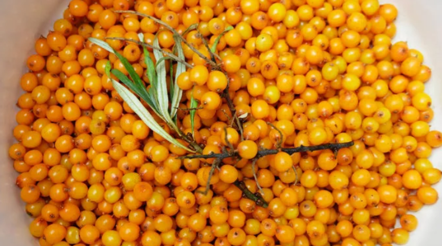 Bu meyve şifa dağıtıyor ama fazla yenildiğinde hastanelik ediyor! Alıç meyvesinin bilinmeyen zararları