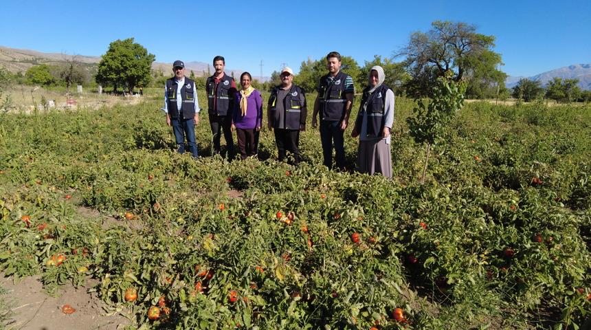 Destekle domates üretimine başlayan kadın girişimci bu sezon tonlarca ürün bekliyor