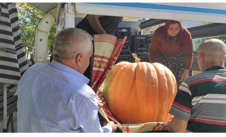 Nallıhan'da yetiştirilen iri kabağı 5 kişi güçlükle taşıdı G2