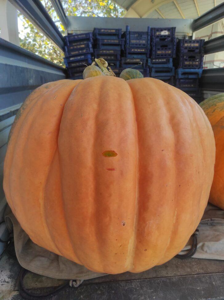 Nallıhan'da yetiştirilen iri kabağı 5 kişi güçlükle taşıdı G3