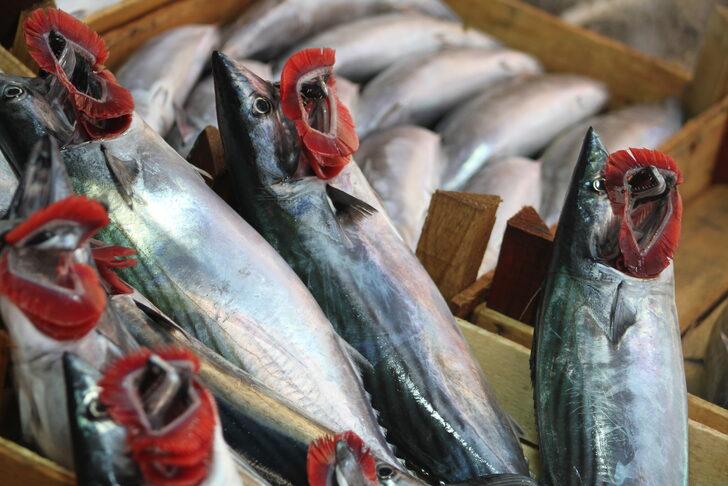 Düzce'de palamut azlığı tezgahlarda fiyat artışına neden oldu G5