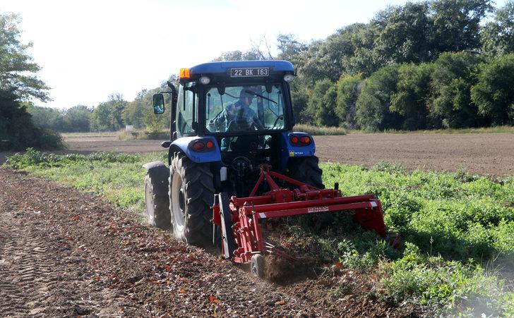 Edirne kırmızısının elde edildiği bitki hasat edildi G1