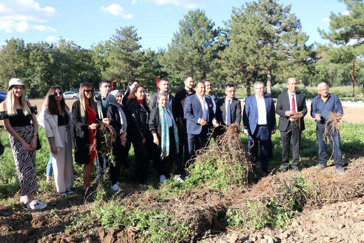 Edirne kırmızısının elde edildiği bitki hasat edildi G2