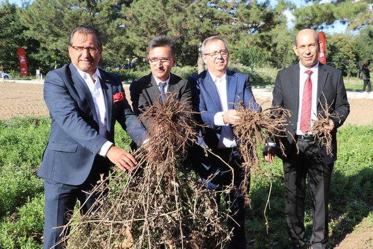 Edirne kırmızısının elde edildiği bitki hasat edildi G3