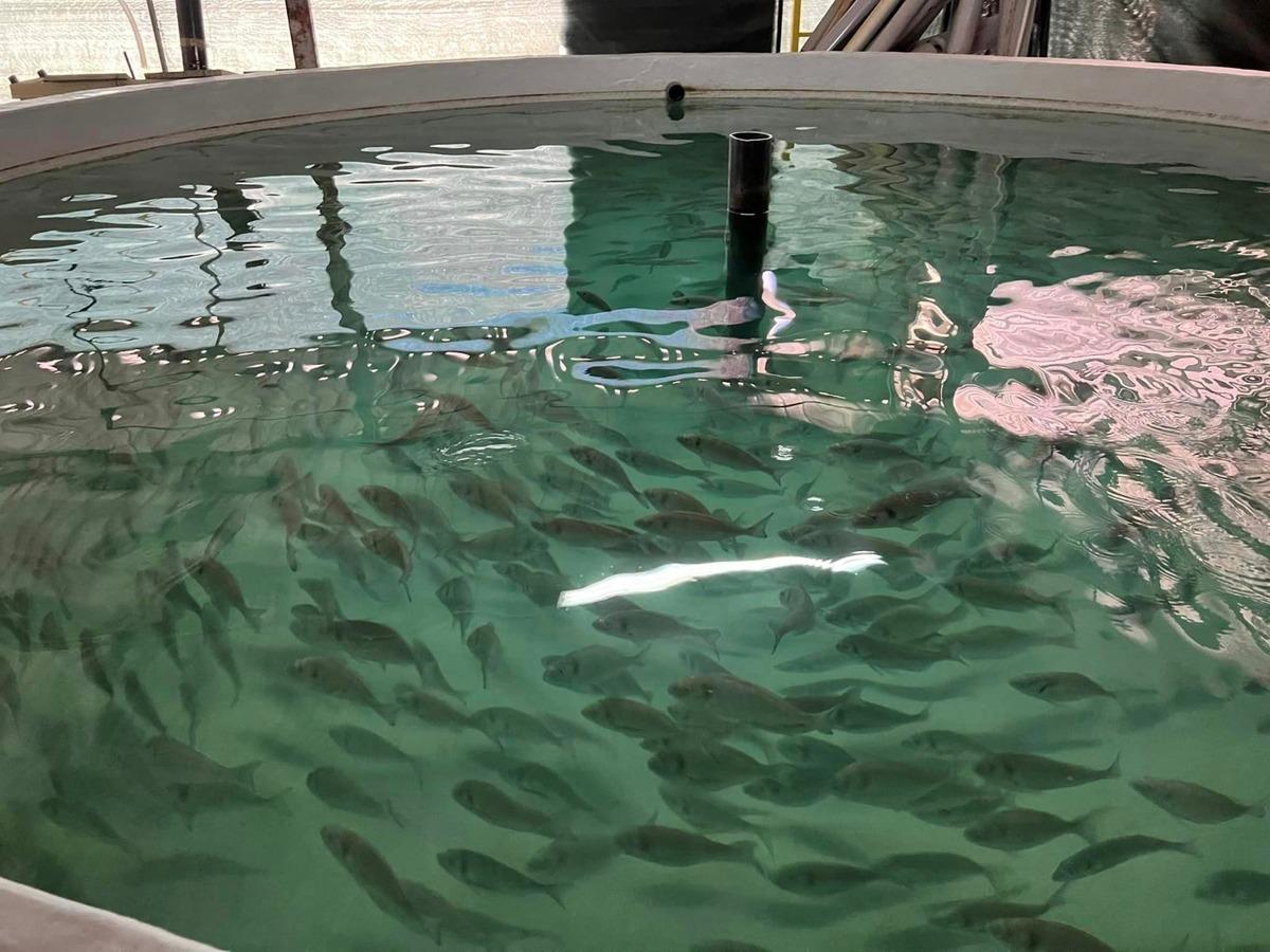 İzmit K&ouml;rfezi'nden alınan ana&ccedil; balıklardan 6 bin yavru elde edildi