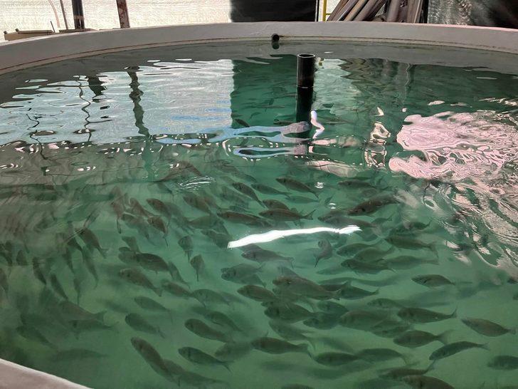 İzmit Körfezi'nden alınan anaç balıklardan 6 bin yavru elde edildi G1