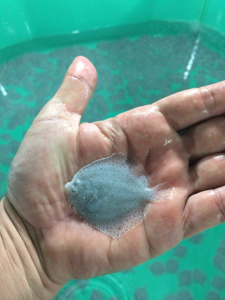 İzmit Körfezi'nden alınan anaç balıklardan 6 bin yavru elde edildi G2