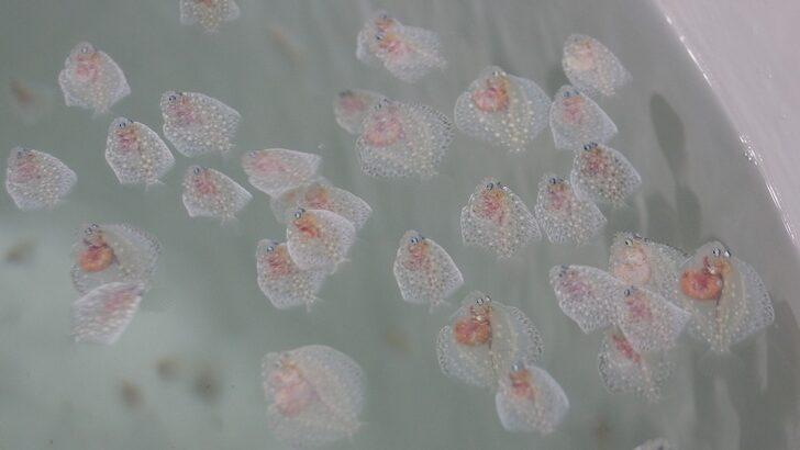 İzmit Körfezi'nden alınan anaç balıklardan 6 bin yavru elde edildi G3