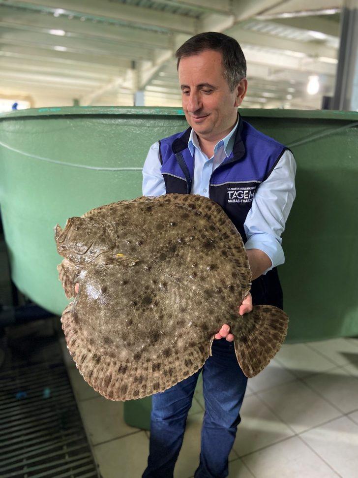 İzmit Körfezi'nden alınan anaç balıklardan 6 bin yavru elde edildi G4