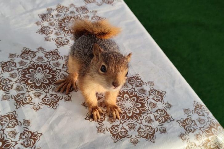 Elazığlı muhtar, sahiplendiği sincap yavrusunu enjektörle besliyor G1