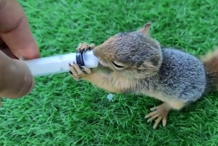 Elazığlı muhtar, sahiplendiği sincap yavrusunu enjektörle besliyor G3