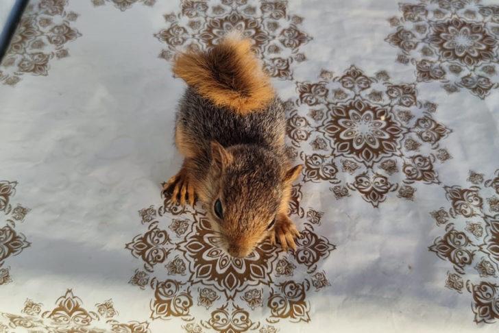 Elazığlı muhtar, sahiplendiği sincap yavrusunu enjektörle besliyor G4